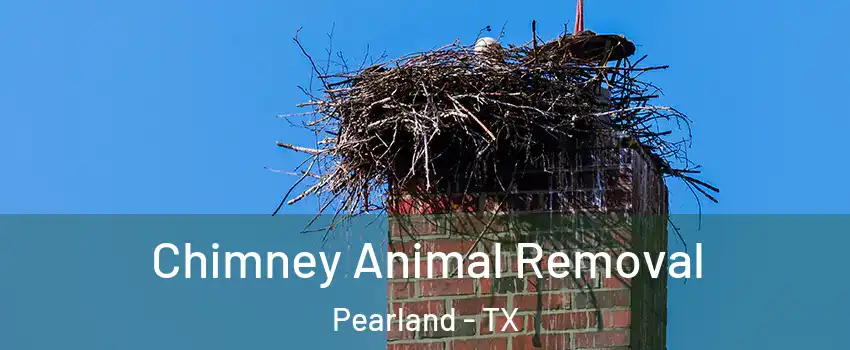  Chimney Animal Removal Pearland - TX