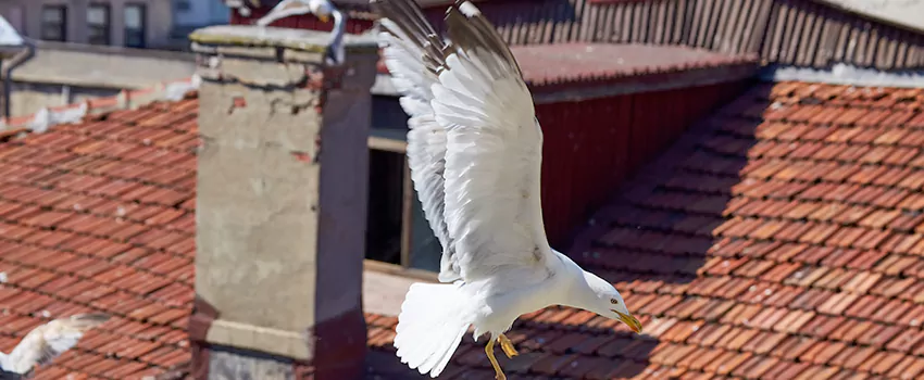 Residential Chimney Animal Removal Solution in Pearland, TX