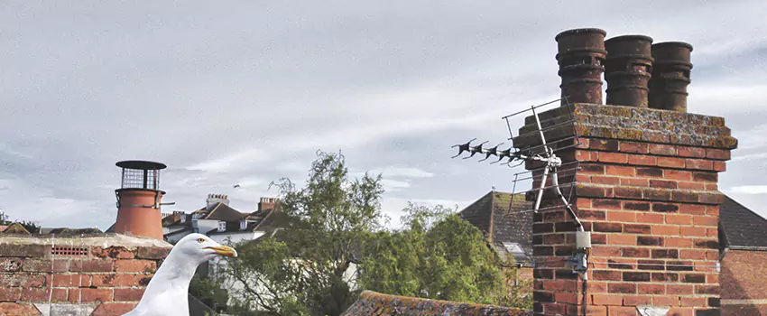 Chimney Cleaning And Restoration in Pearland, Texas